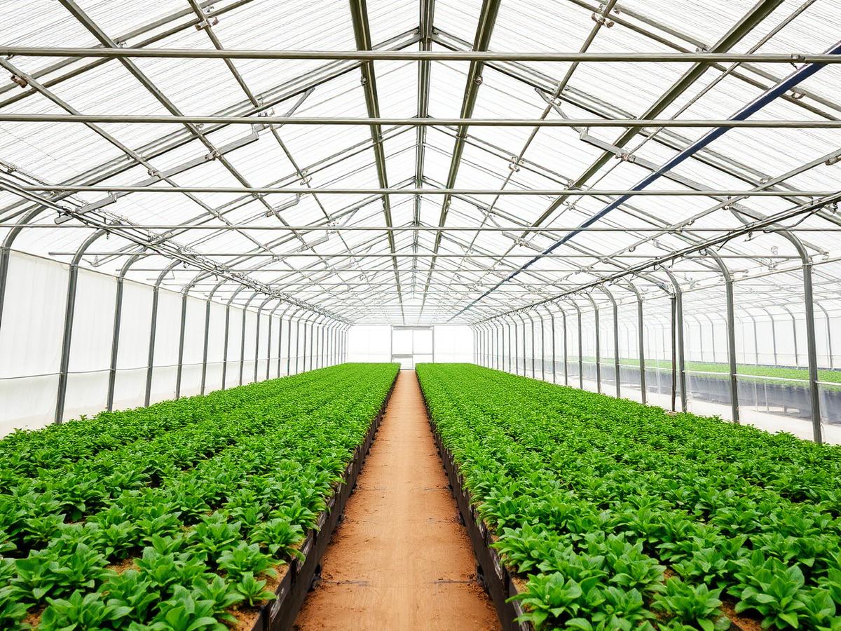 Greenhouse Farming using cocopeat growing media